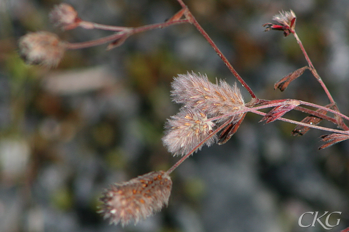 Harklöver i väggruset, överblommade men fina lurviga fröställningar