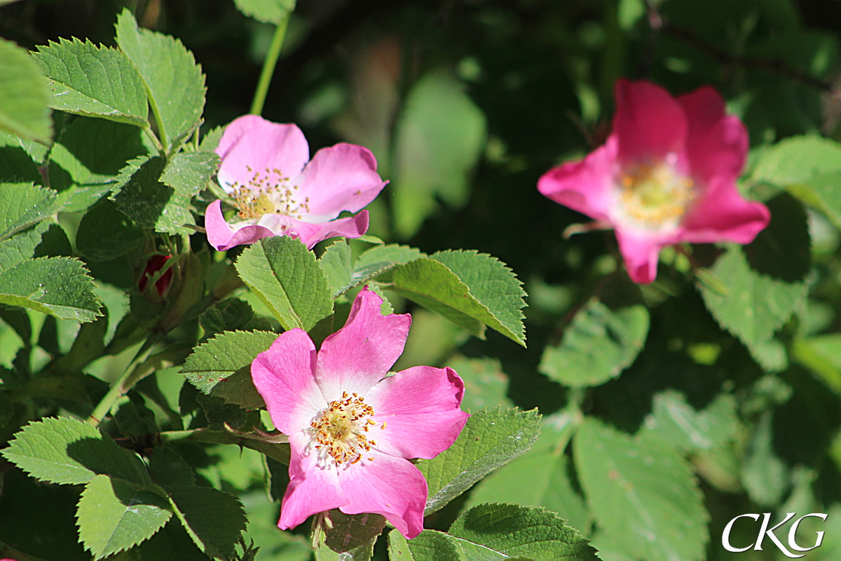 Hartsrosen har mer chockrosa blommor än nyponrosen vanligen har