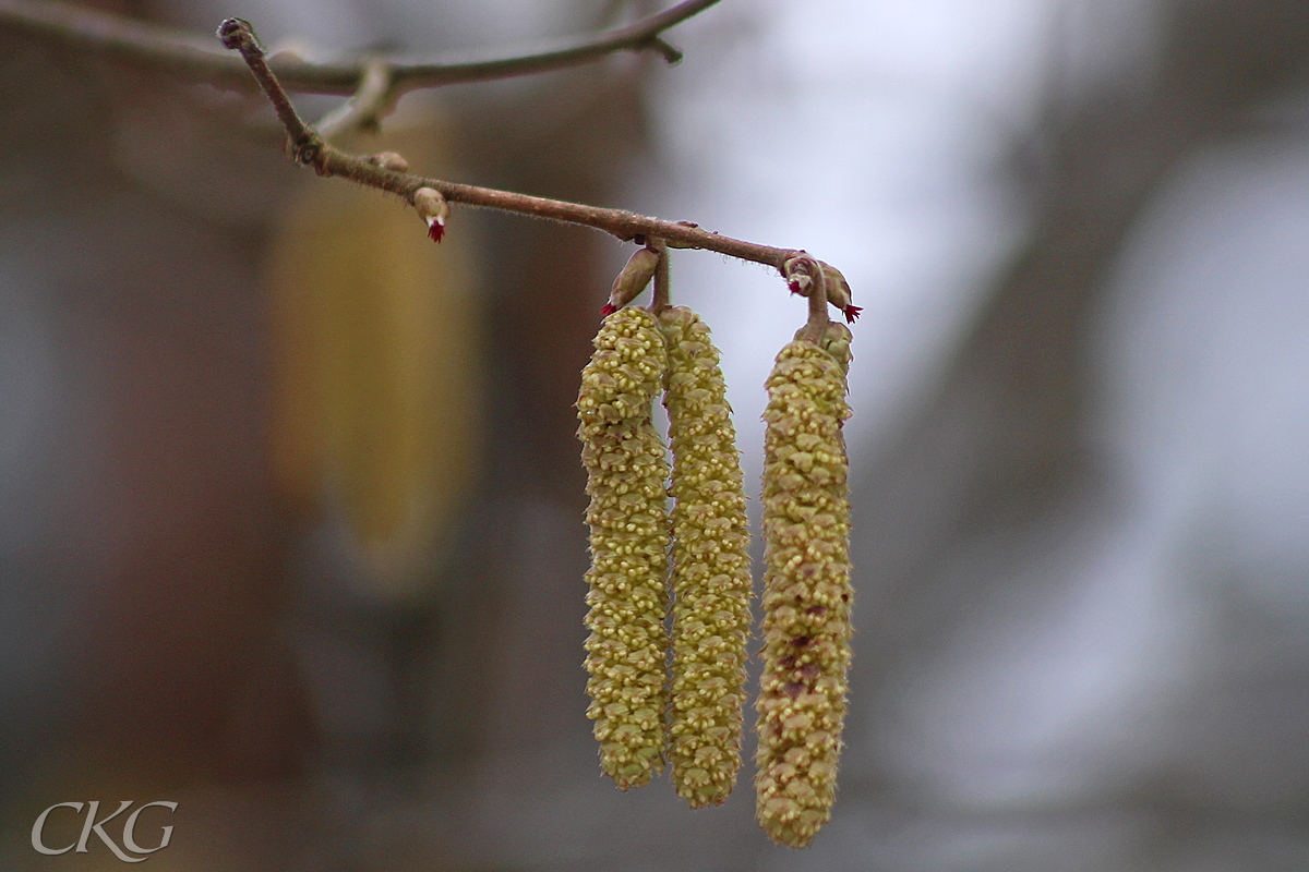 De gula hanhängena syns på lång väg, men de små honblommorna får man leta efter