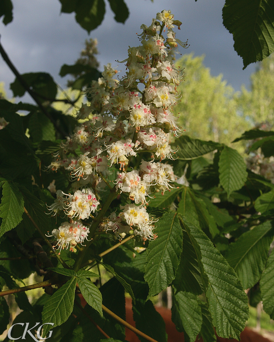 Hastkastranj_blommor_6840.JPG