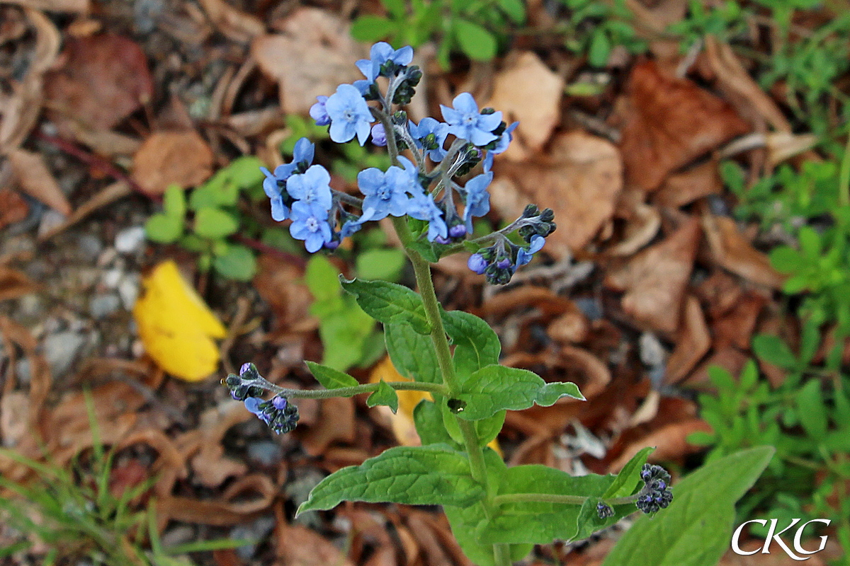 Lik en mycket kraftig förgätmigej, men med större, helt blå blommor