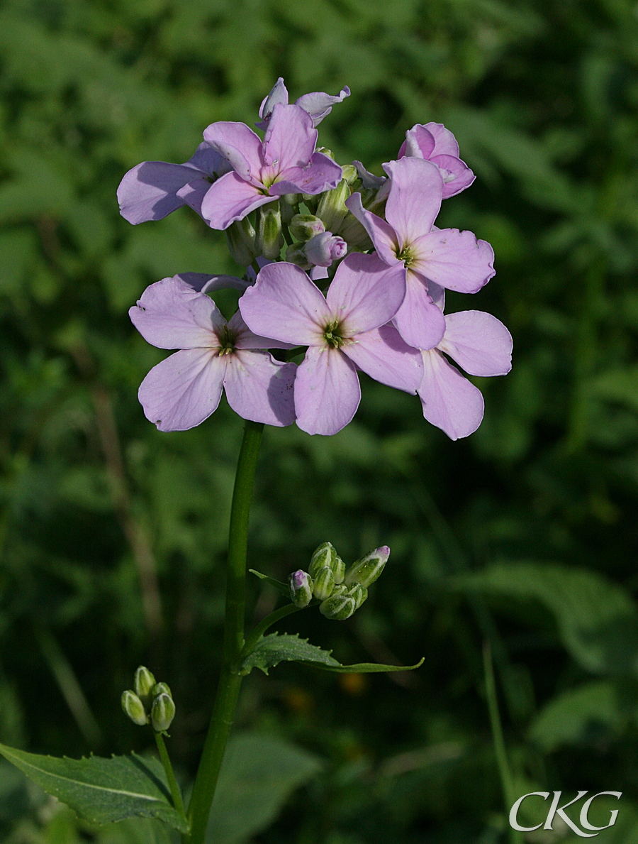 Hesperis_4918.JPG