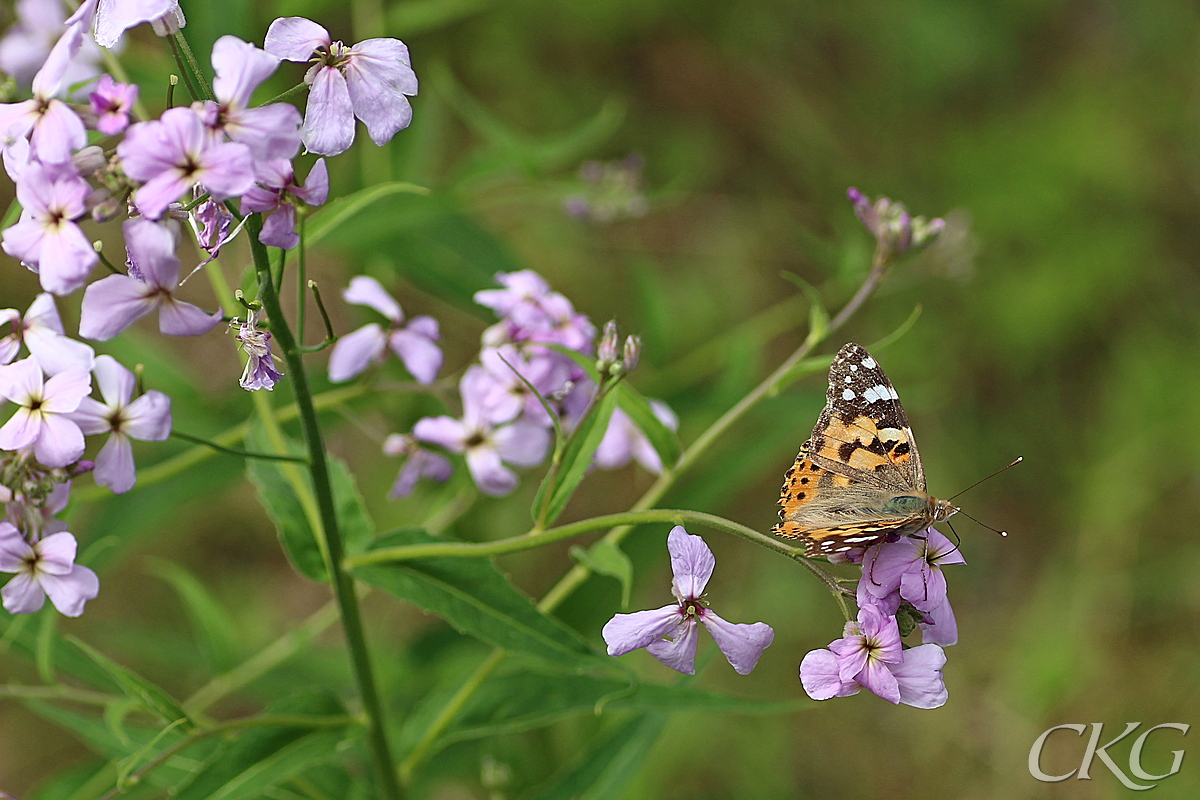 Hesperis_m_tistelfjaril_GaListre_59825.jpg