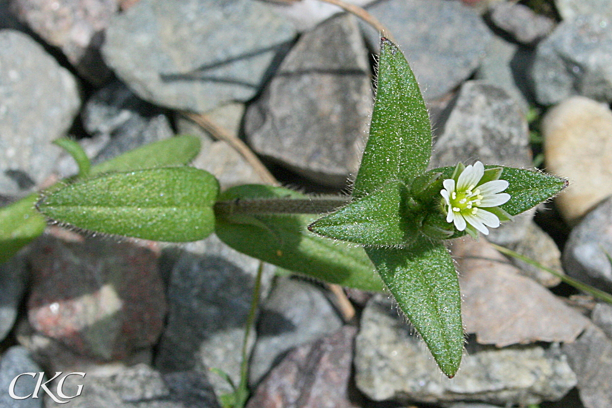 Hönsarv i gruset, hela plantan tätt hårig