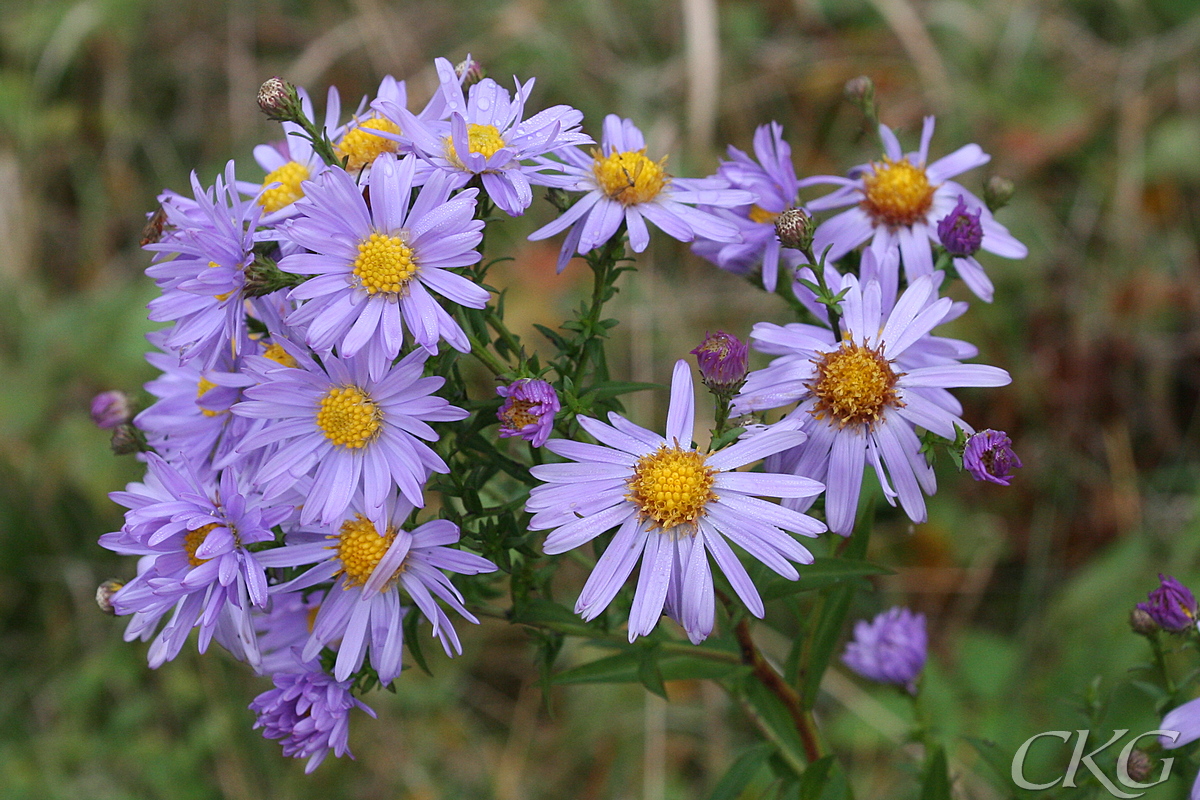 Ursprungligen lila med gula diskblommor, men odlade varianter kan ha andra färger