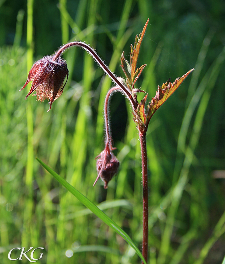 Humleblomster_8686.JPG