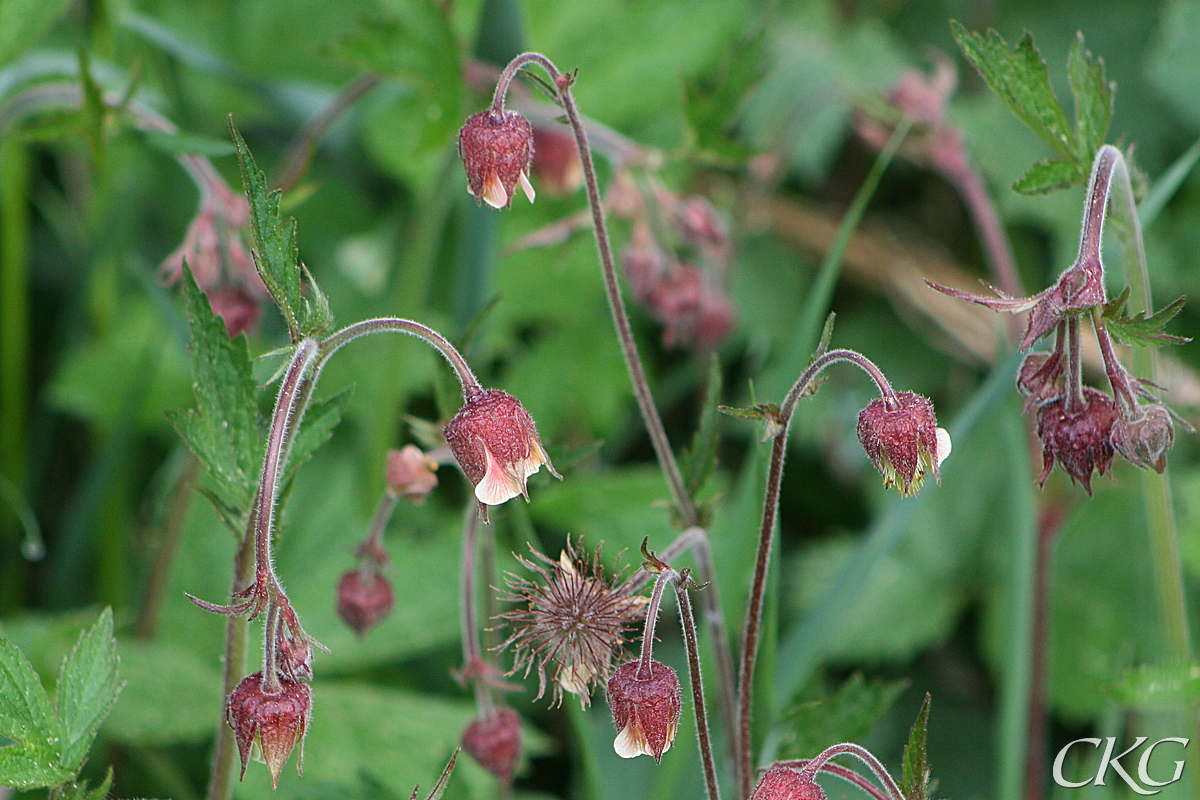 Humleblomster_Skomakarorpet_27949.JPG