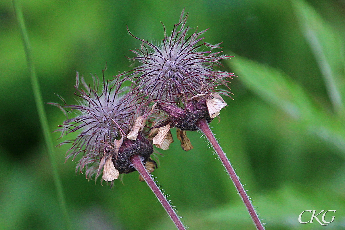 Humleblomster_frostalln_S11_080213.jpg