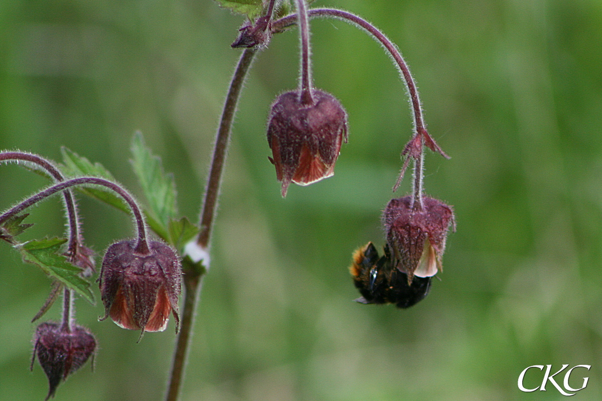 trol Gräshumla i humleblomster