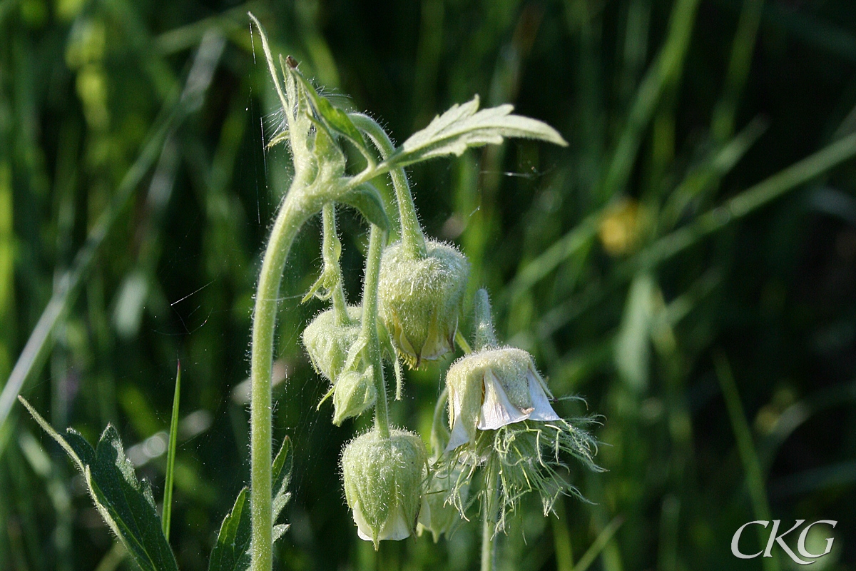 Humleblomster_vit_4904.JPG