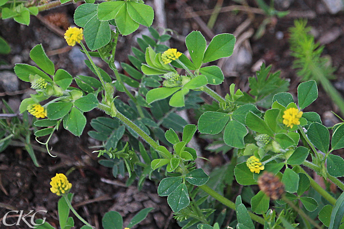 Humlelusern, med sina små blomhuvuden och tredelade blad, med tydligt skaftat mittblad (klängena tillhör en kråkvicker som kryper på marken)