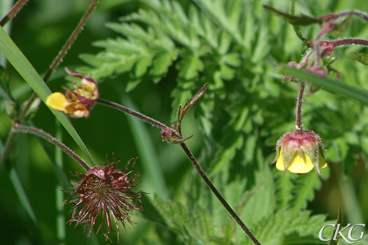 Hybrid_NejlikrotxHumleblomster_28412.JPG