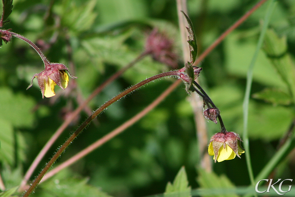 Hybrid Nejlikrot x Humleblomster, med hängande gula blommor med rödtonat foder, och bladverk som nejlikrot