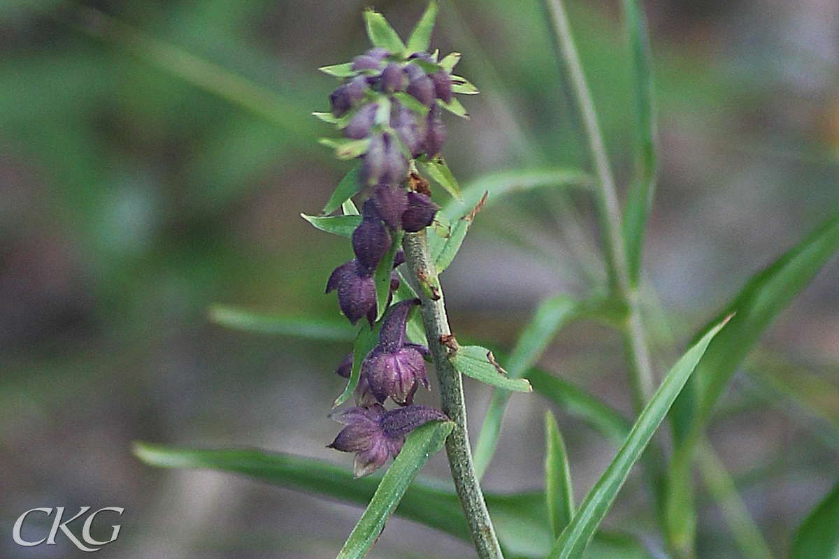 Hybrid skogsknipprot x purpurknipprot, med större blommor än purpurknipprot, men mörkare än skogsknipprot