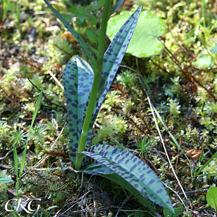 JMnyckelblomster_blad_8776.JPG