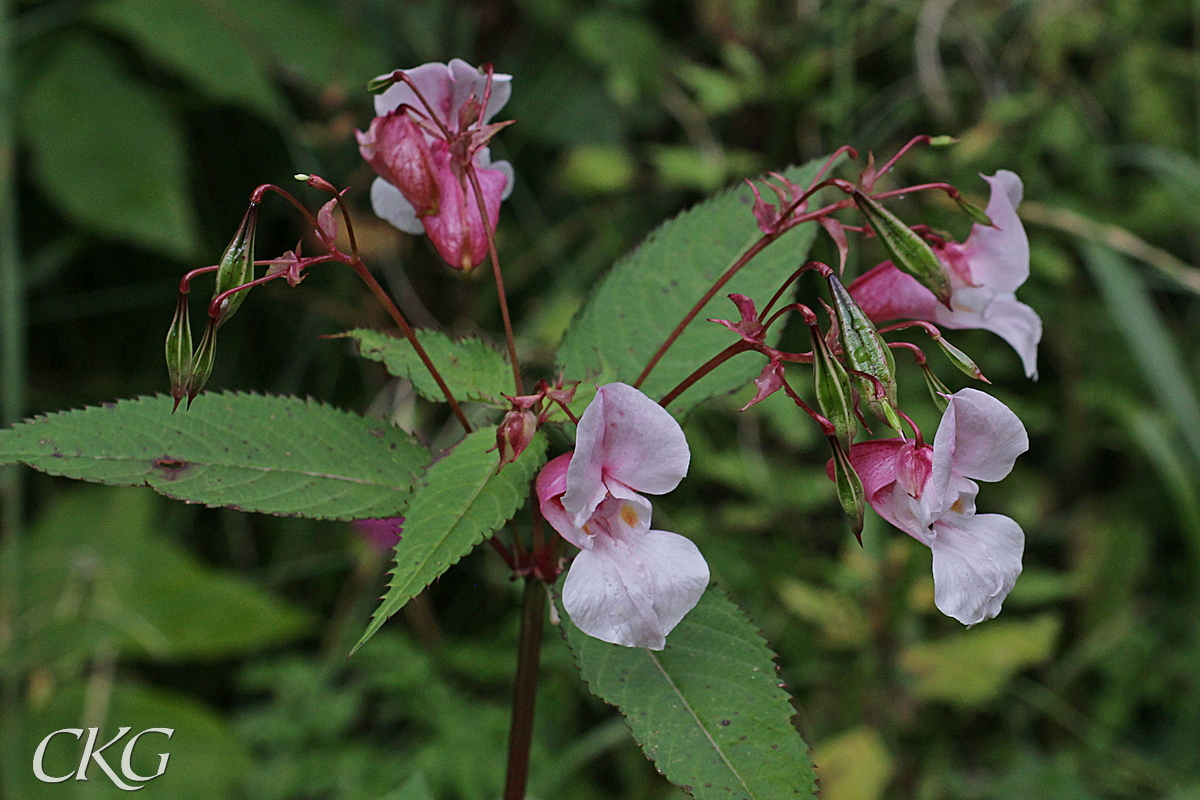 Blekrosa blommor, med röda foder och omogna frökapslar