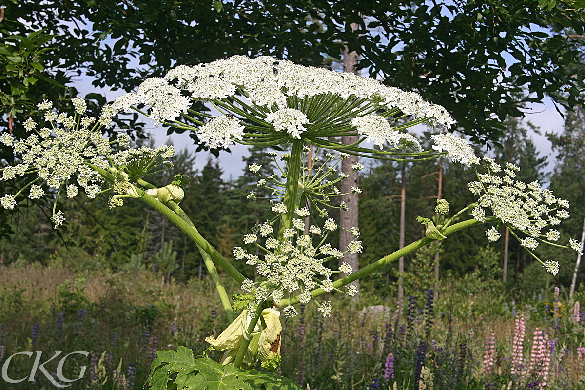 Blomställning