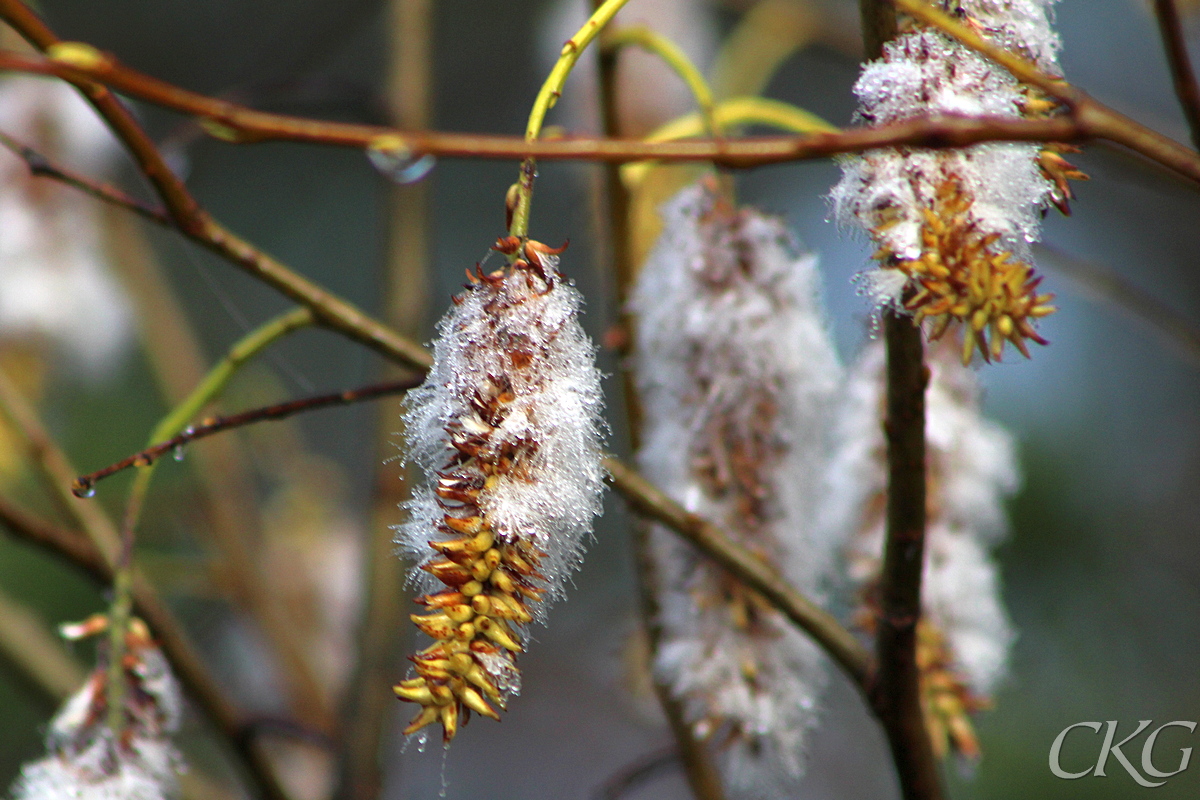 Jolster_hangen_Norrangsdammen_047809.JPG