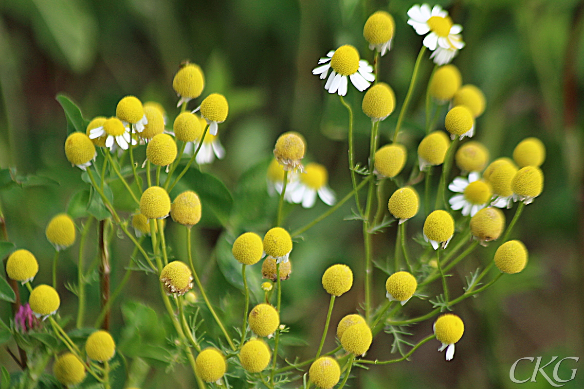 Kamomill, nästan överblommad, kraftigt välvd och med tydlig doft.