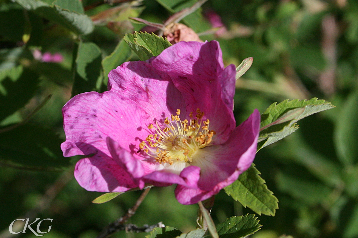 Blommorna är oftast ganska mörkt rosa