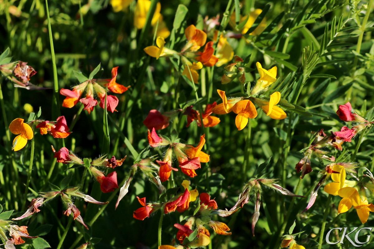 Karingtand_m_roda_blommor_68885.jpg