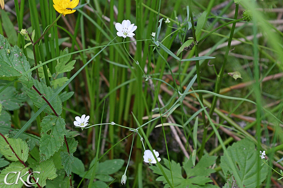 Karrstjarnblomma_16037.JPG