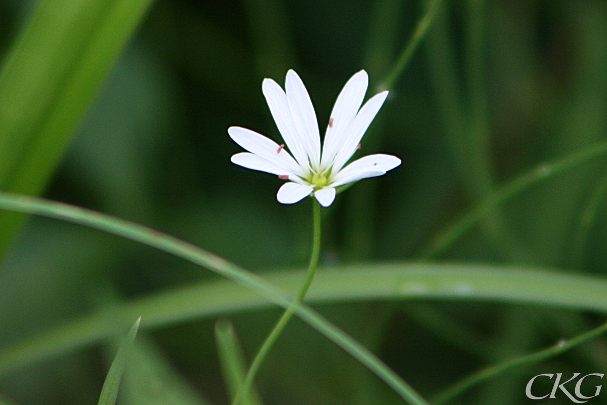 En mer normal kärrstjärnblomma, med spetsiga kronblad