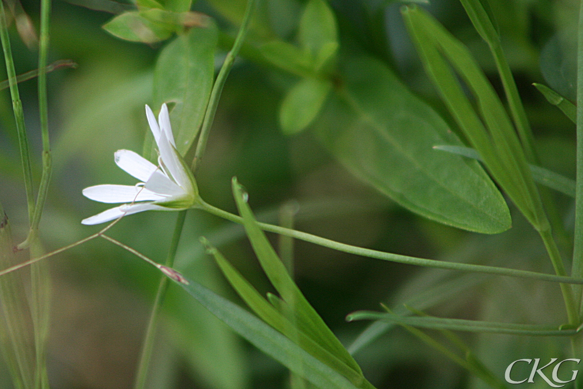 Karrstjarnblomma_17813.JPG