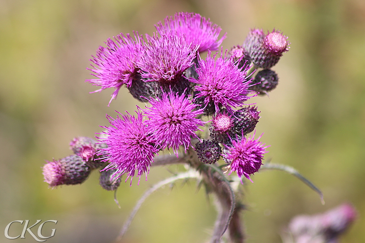 Den lysande blomställningen lockar många pollinatörer