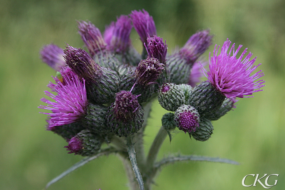 Karrtistel_blommor_8902.JPG