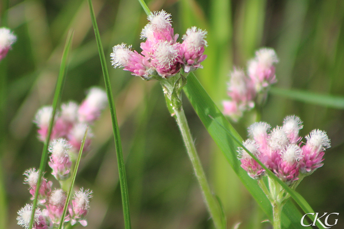 Blommande kattfot, rosa honblommor