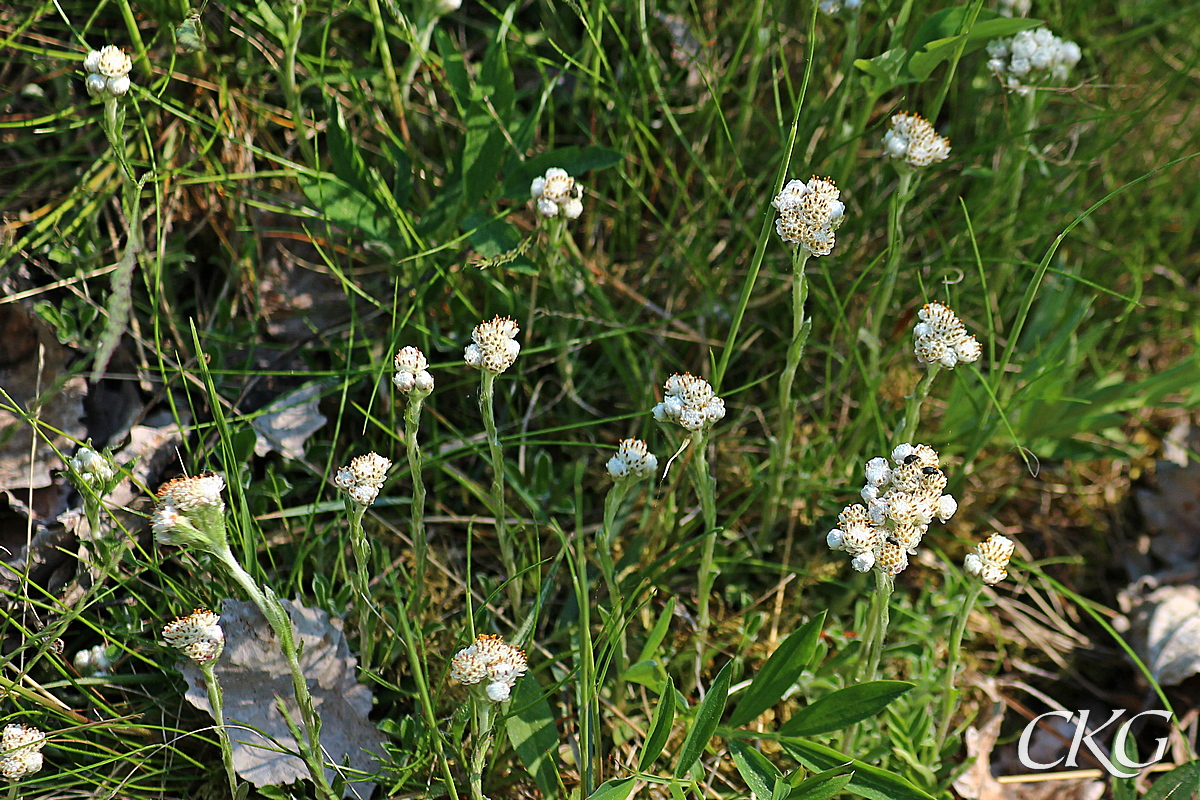 Kattfot_hanblommor_Ormudden_050300.JPG