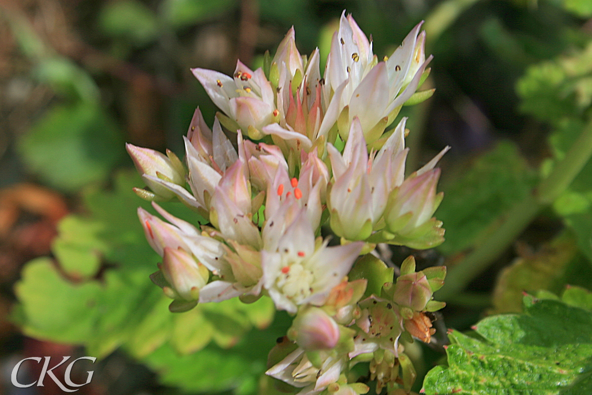 Blekrosa blommor, ca 2 cm i diameter fullt utslagna