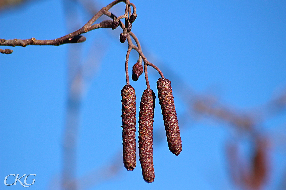 Klibbal_hangen_Skomakartorpet_057490.JPG