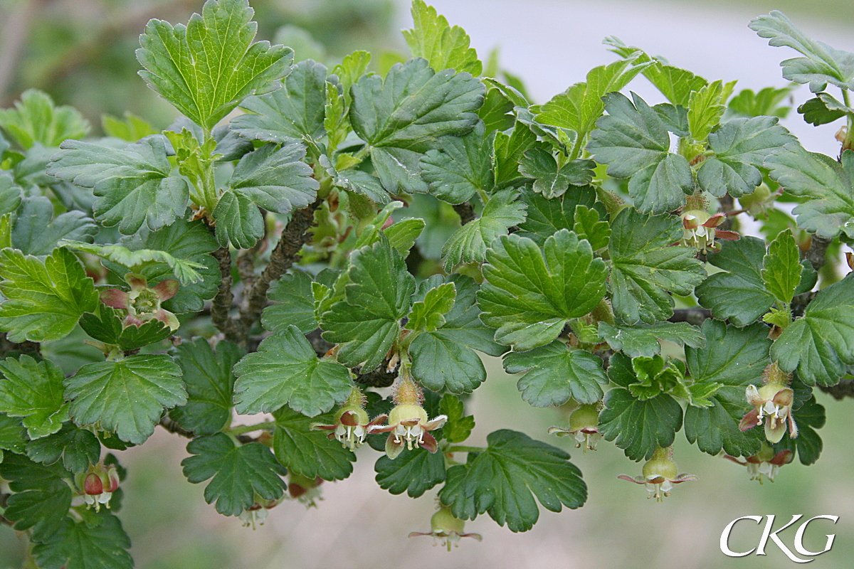 Blommorna älskas av vårens humlor