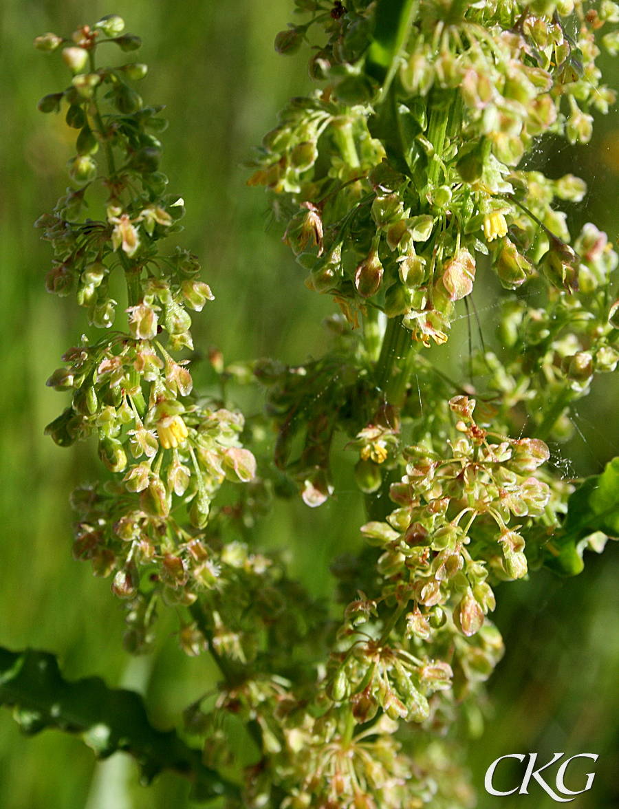 Krusskrappa_blommor_8584.JPG