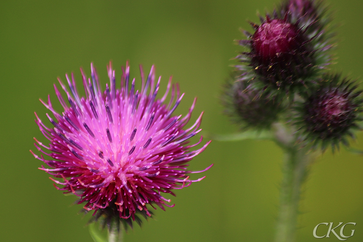 Krustistel_blomma_62104.jpg