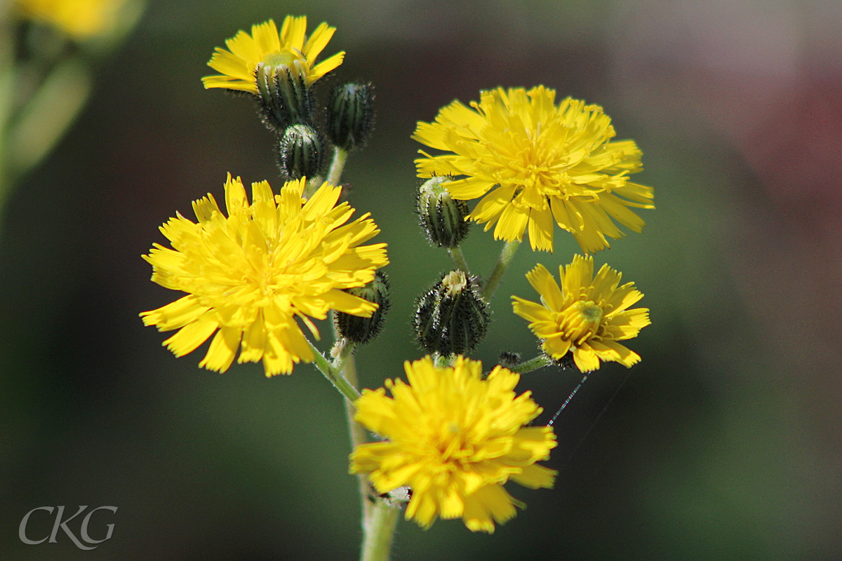 Ganska små gula blommor, och holkfjäll med mörka borst och körtelhår