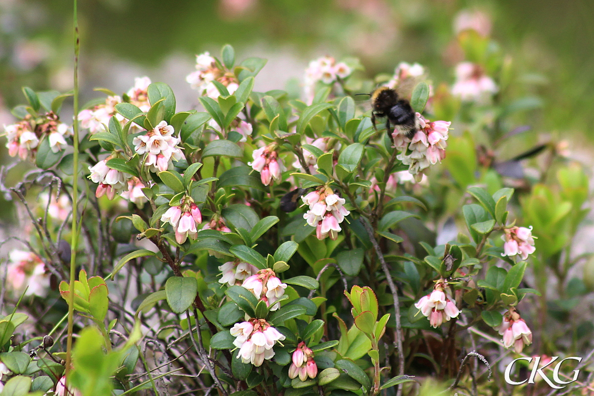 En humla njuter av lingonblomningen. De vintergröna bladen är mycket stela och har en lite nedvikt kant