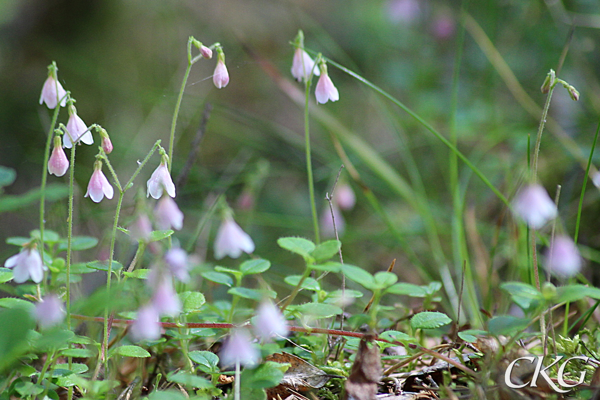 Linnea_i_skogen_043566.JPG