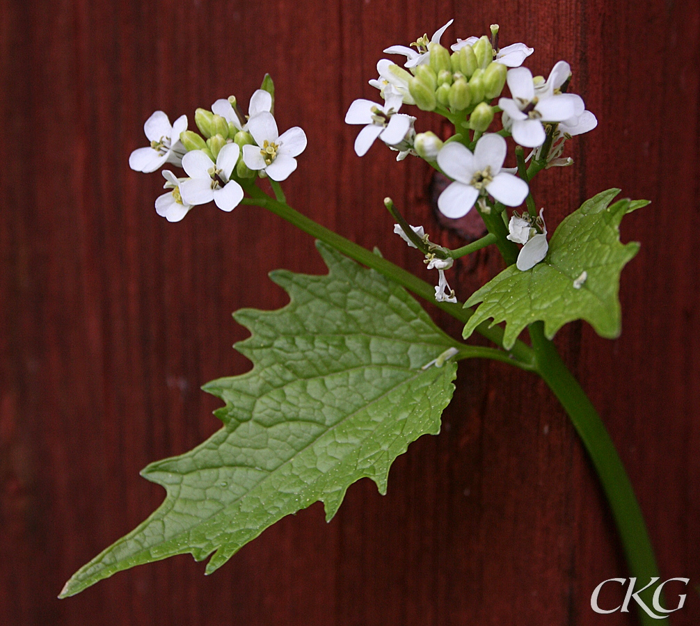 Löktraven blommar