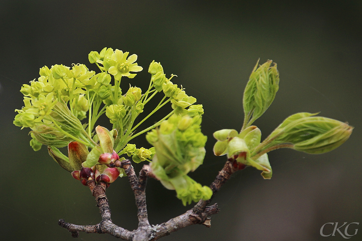 Lonn_blommor