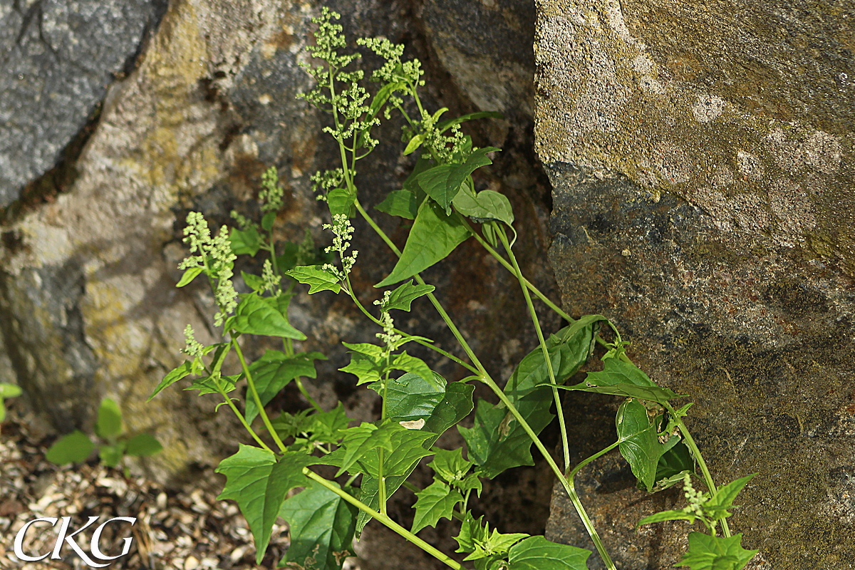 De flesta blad har några grunda flikar eller stora tänder, men uppe vid blomställningarna har de ofta bara någon enstaka tand