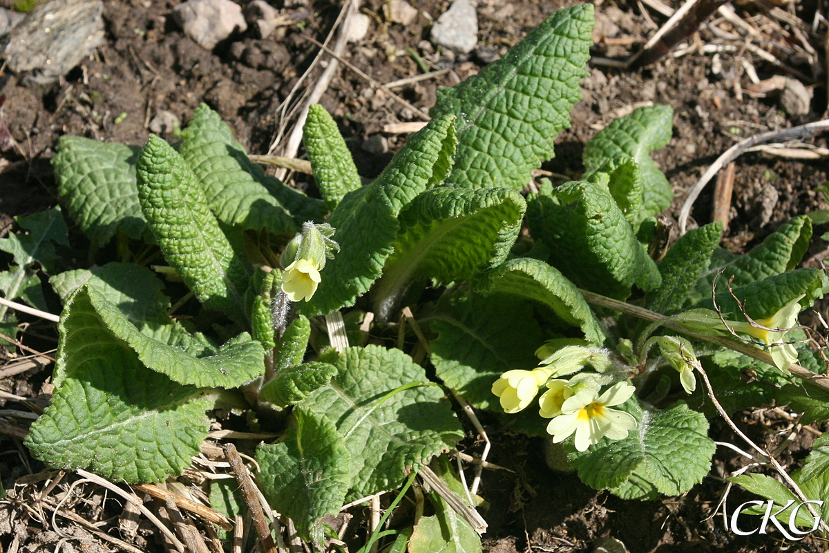 Lundviva som just börjat blomma