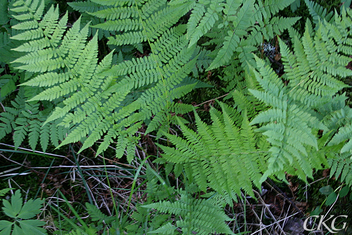 Majbräken blad