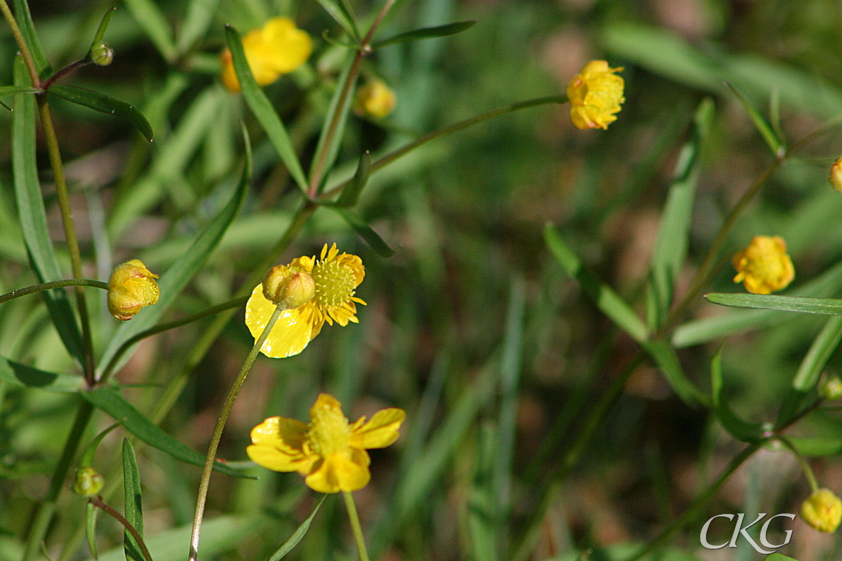 Det finns knappt någon blomma med fem fullt utvecklade kronblad