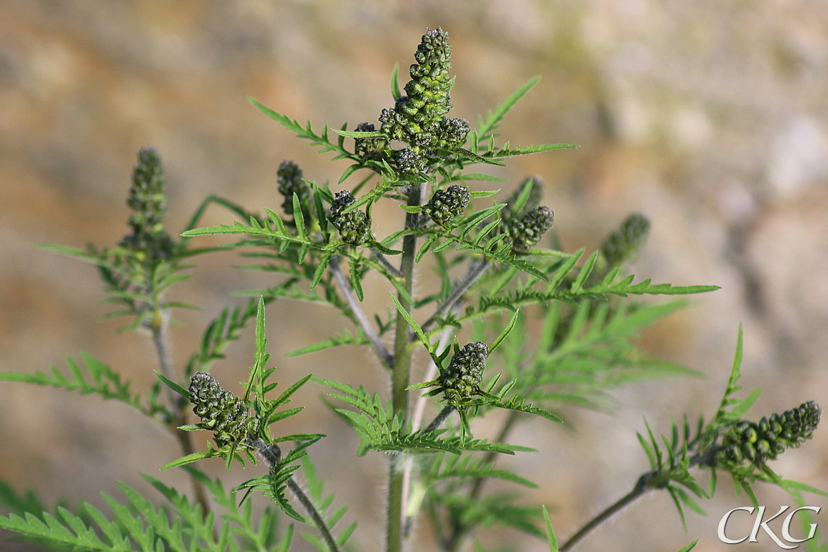 Malörstambrosia, i knopp, men de typiska täta koniska blomställningarna