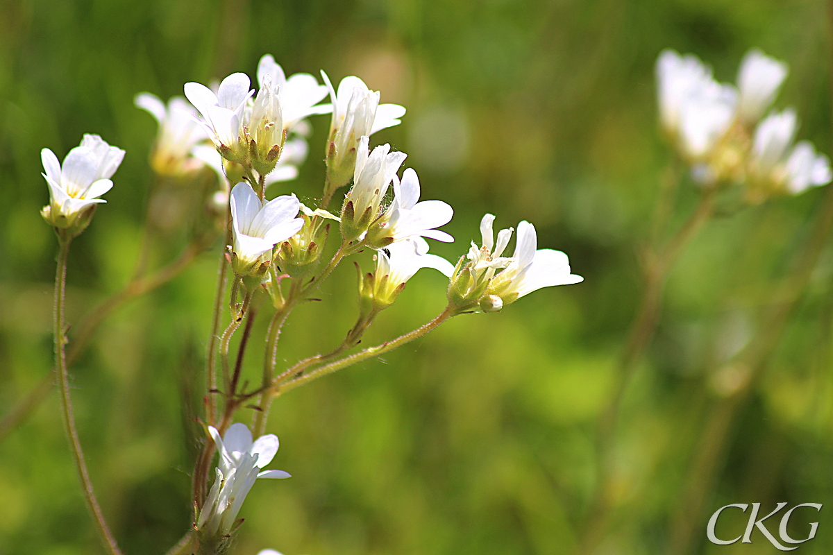 Mandelblom, blomställning från sidan