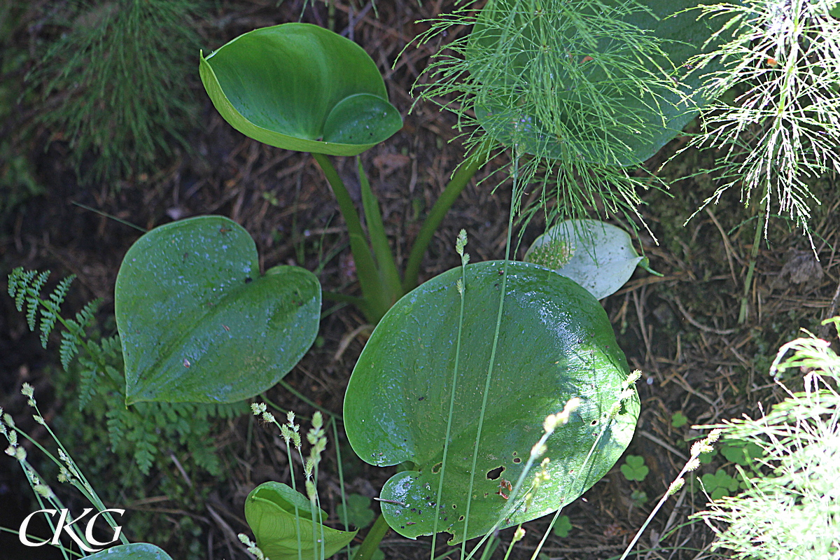 Missne_Varbacken_Haggen_037541.JPG