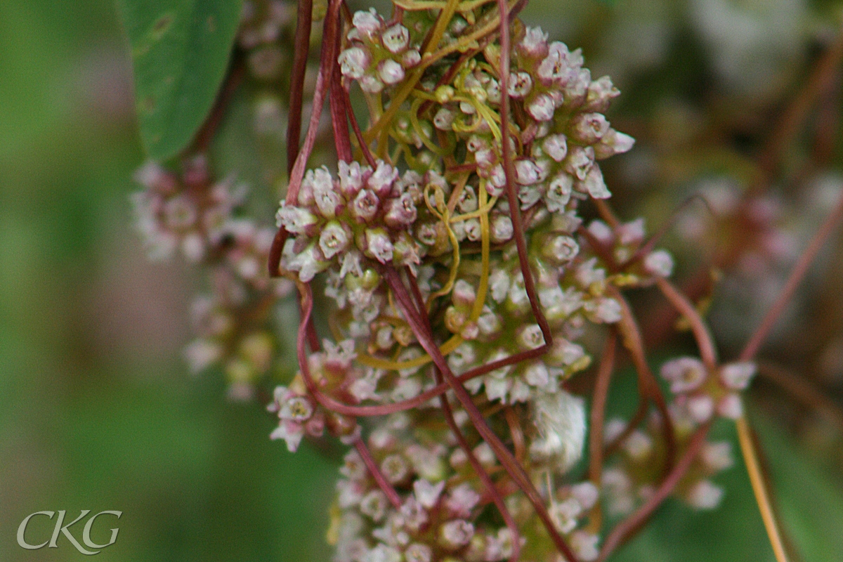 Nässelsnärja är mest en stor härva av tunna stjälkar och mängder av små blommor samlade i täta huvuden